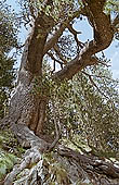 Pirin mountains - at the slopes of Vihren,  Baikusheva one of the century old trees of Bulgaria 